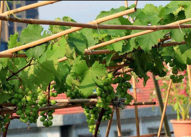 掌握这几个技巧就可以在露台上养盆栽葡萄