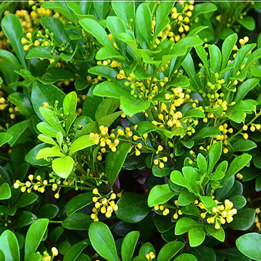 米兰花盆栽植物绿植花卉香花植物室内外浓香味绿色观花卉