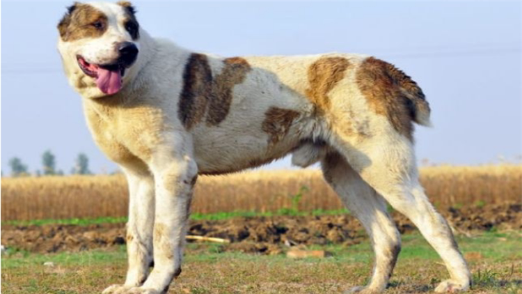 盘点各个国家的国犬,涨知识了!