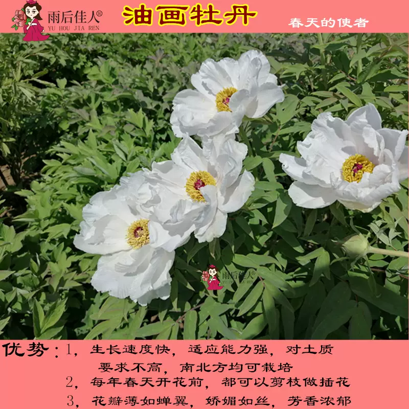 烟笼紫牡丹泼墨初乌冠世墨玉黑夫人天鹅娇子皇嘉门黑花魁黑色牡丹-Taobao