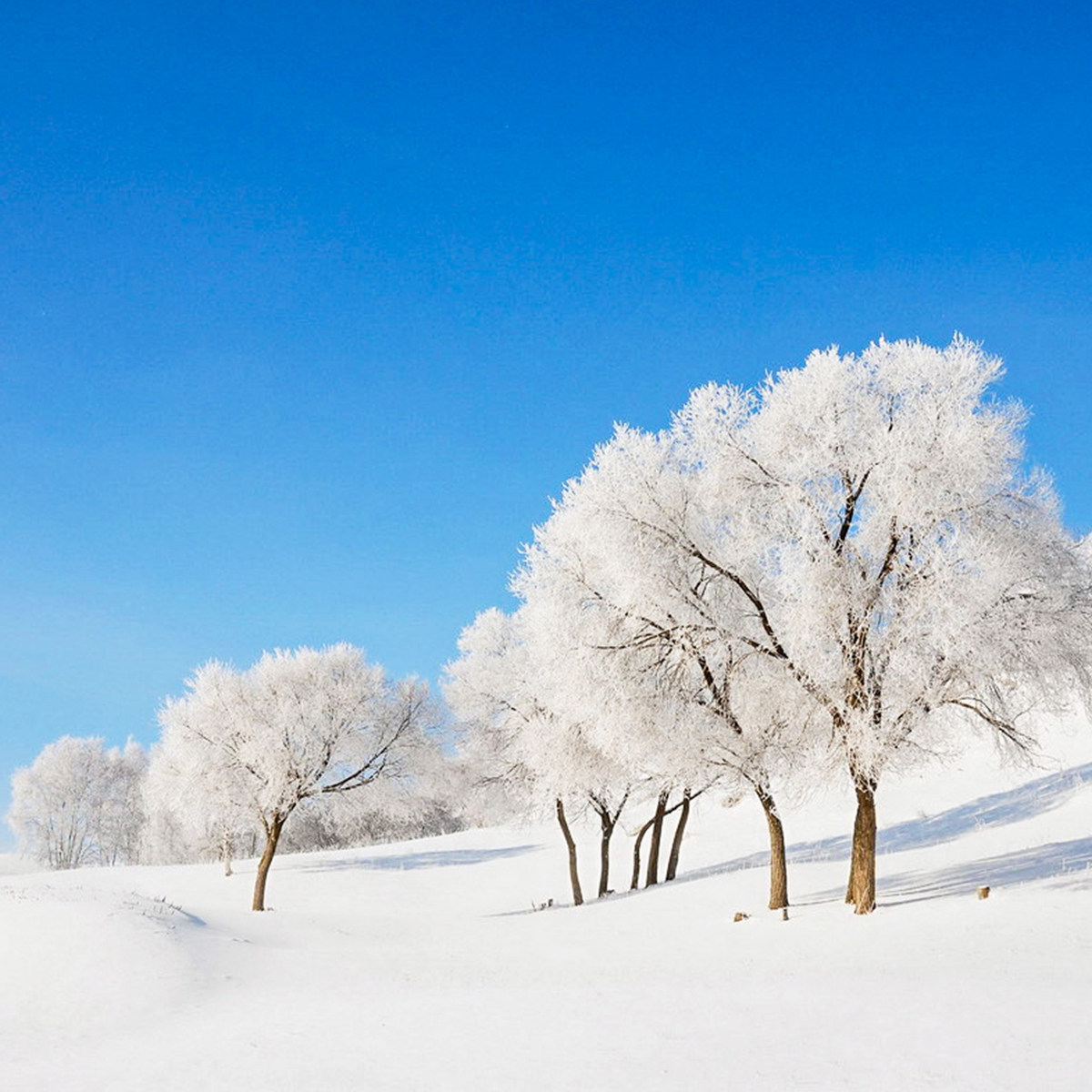 赤峰乌兰布统+塞北雪乡+萌宠互动+草原手把肉+4H越野4天3晚