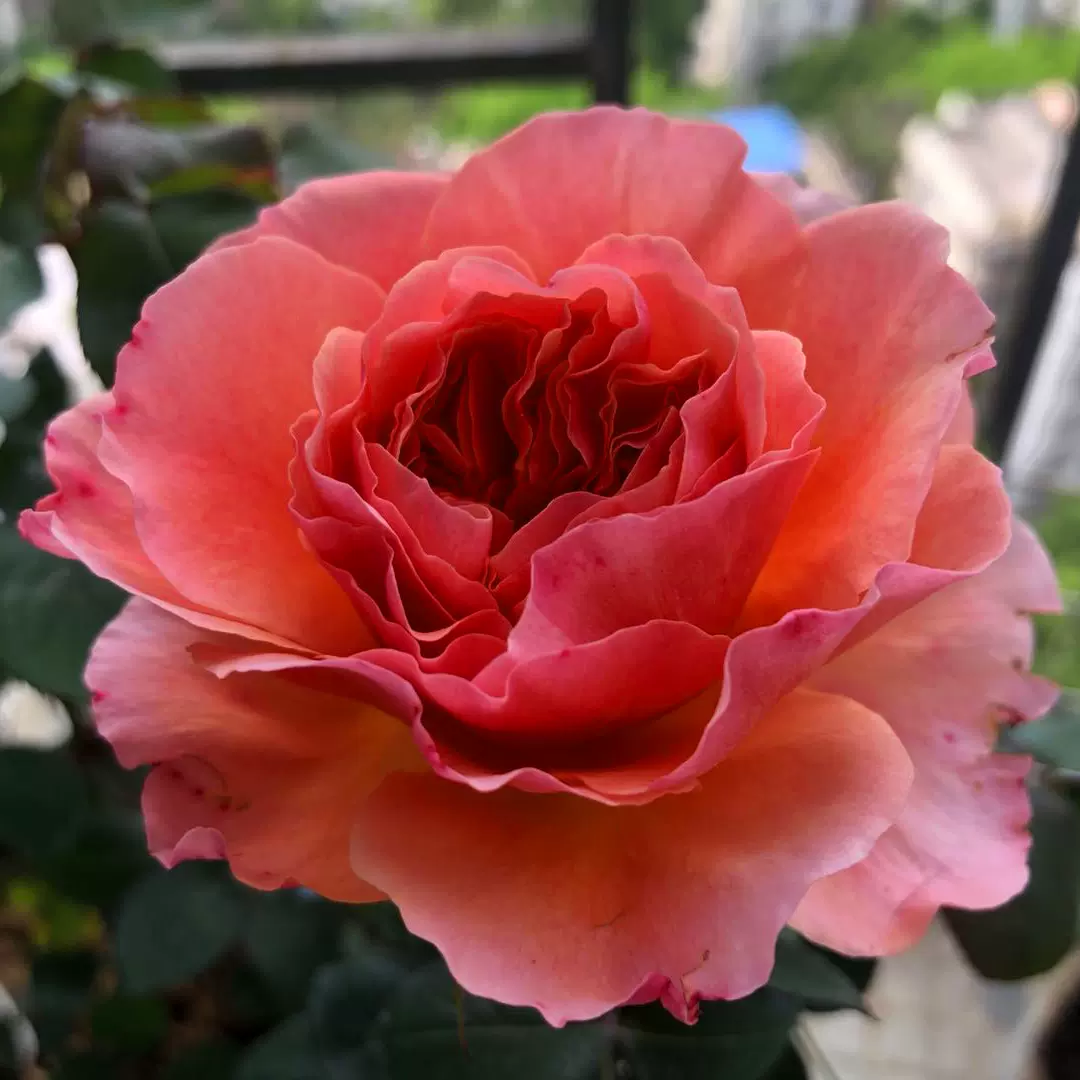 香织装饰庭院阳台盆栽多花玫瑰花苗大花浓香多花灌木月季花苗