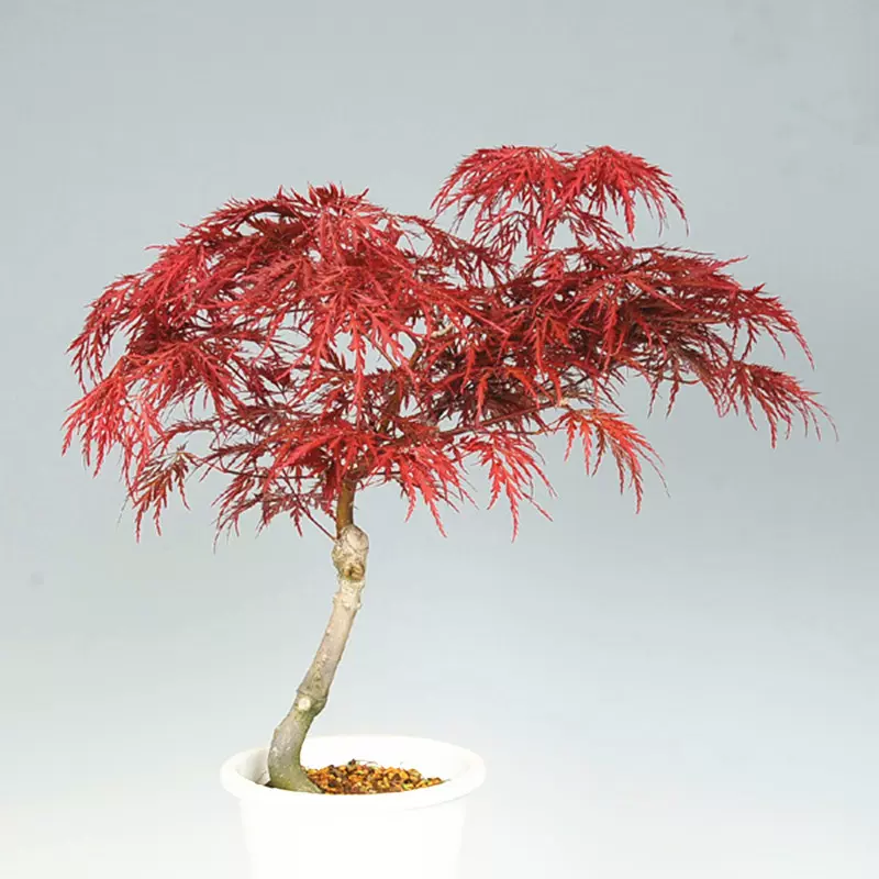瓜膚楓（ウリハダカエデ）盆栽 S003 盆栽創【Bonsaisou】