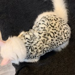 Snow Leopard Print Pet Cat Clothes, Winter Fleece-Lined, Thickened, Warm, Sleeveless Vest, Anti-Shedding, Anti-Fur Loss, Cold-Proof