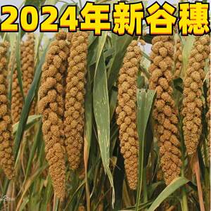 
2025 autumn new harvest yellow millet ears, natural shelled millet ears, parrot toy millet ears, hamster stick 1*0.5kg