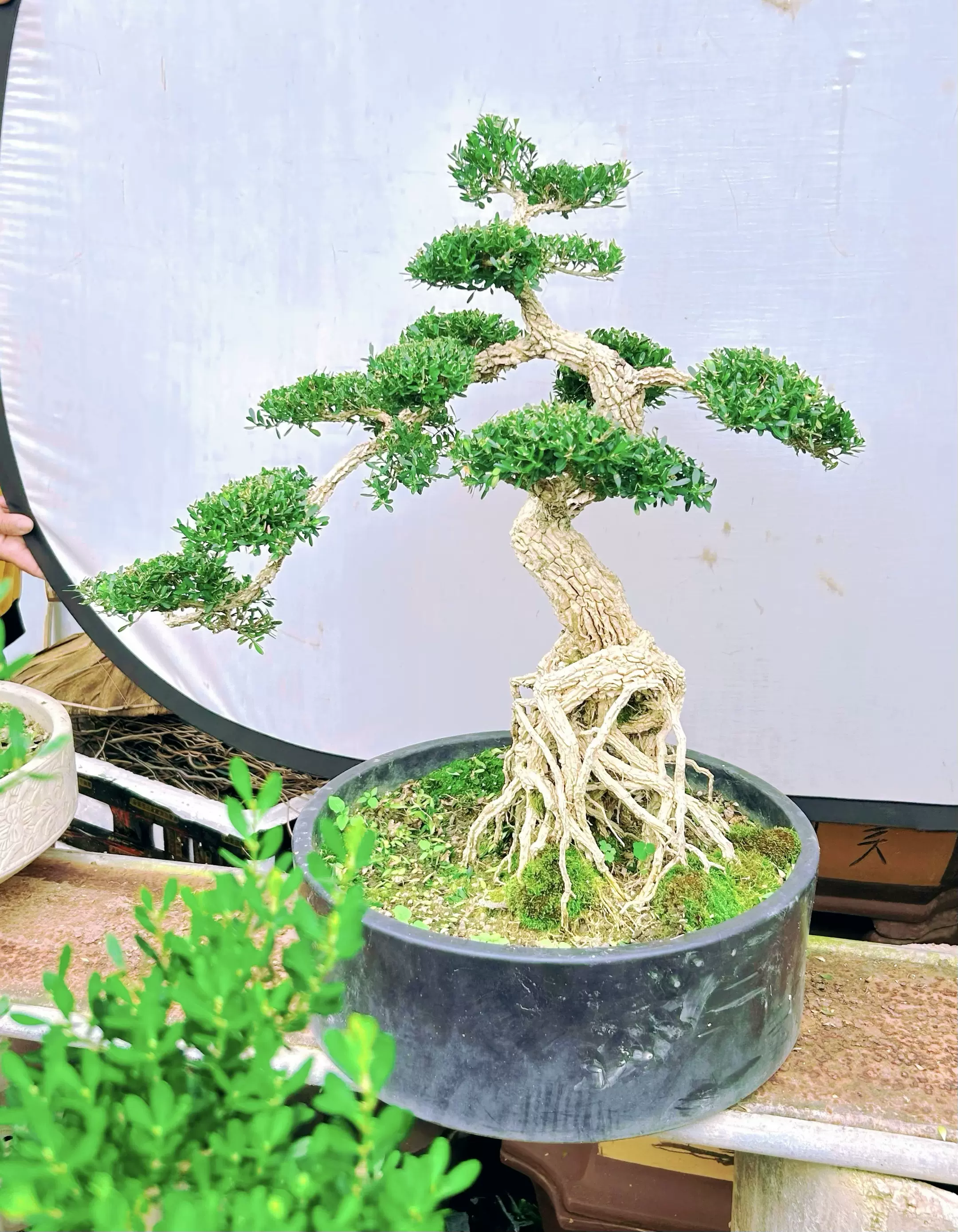 盆栽 刺々し 黄楊 樹高 約10cm つげ Buxus microphylla var. japonica ツゲ 柘植 ツゲ