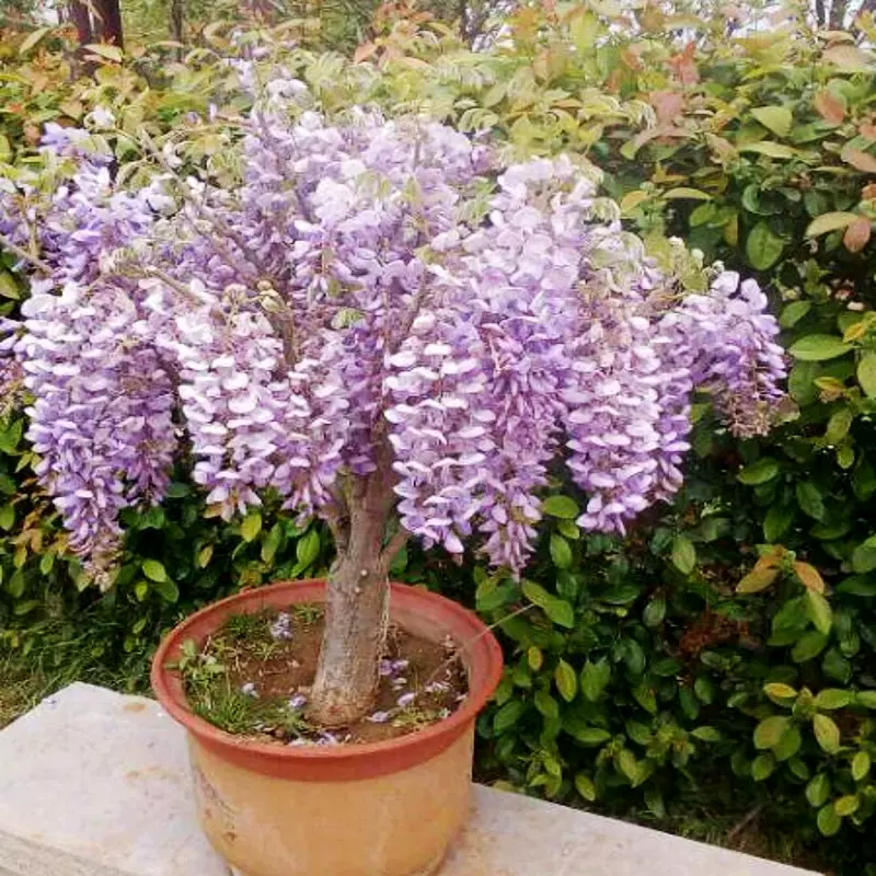 紫藤花树苗庭院别墅爬藤植物美国紫藤萝多花攀援花卉老