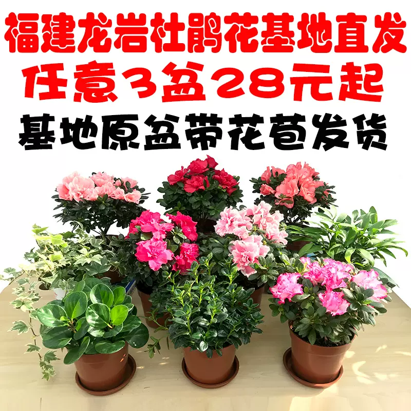 杜鹃花植物阳台好养花卉盆栽开花的花室内外四季常年开花