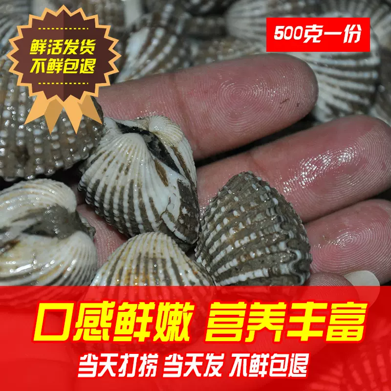潮汕血蛤新鮮血蛤鮮活花蛤血蚶赤貝泥蚶貝類製品水產海鮮鮮活包活