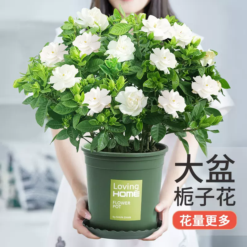 栀子花盆栽老桩花卉植物室内花带苞阳台绿植好