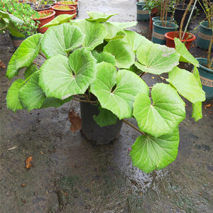 
Wu Fengcao new auspicious other foliage evergreen flowers and plants garden courtyard balcony easy to maintain heat and cold resistance