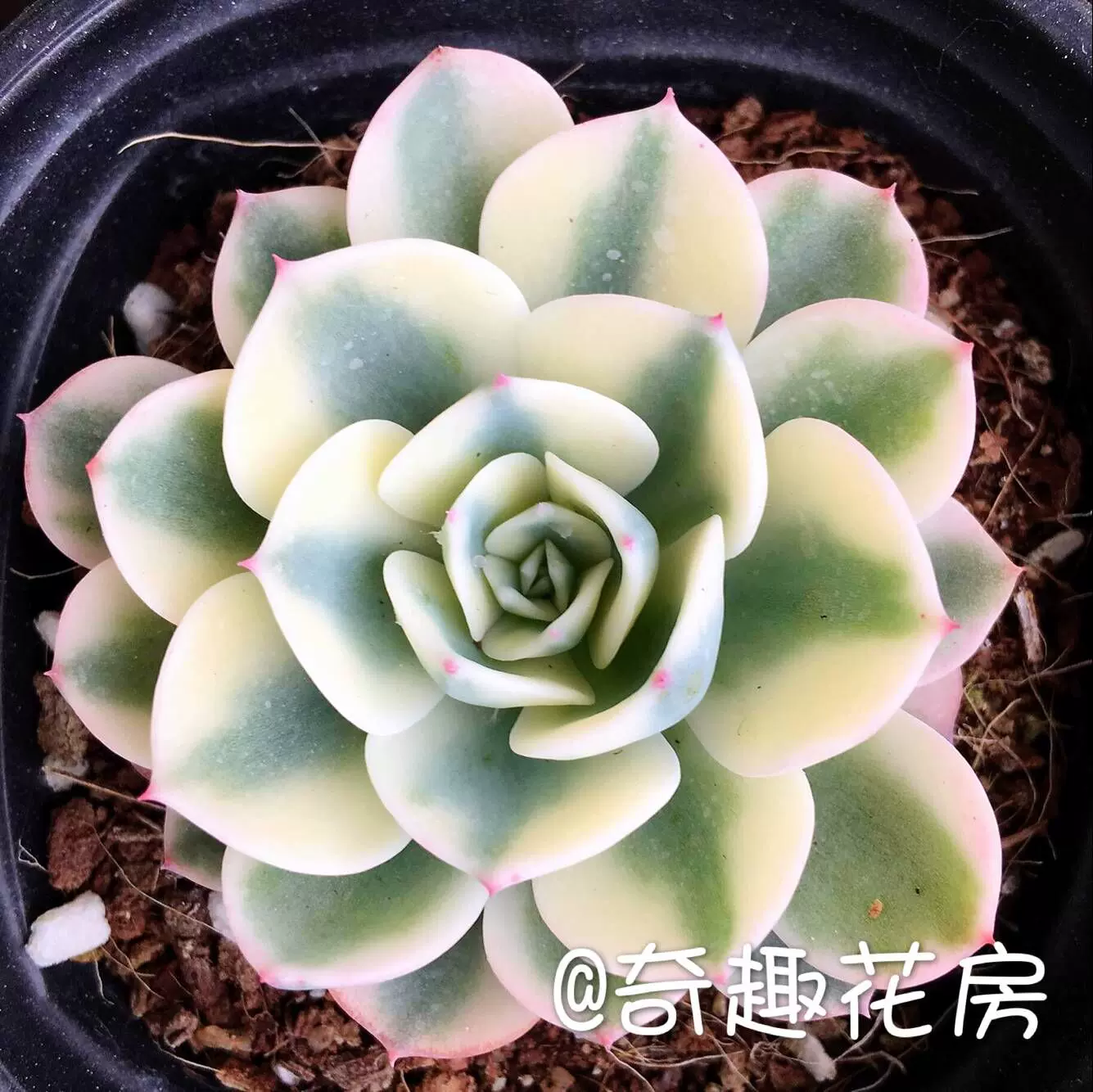 白熊彩虹肉肉群生多肉玉蝶锦佛珠锦小球玫瑰锦新 白熊彩虹肉肉群生多肉玉蝶锦佛珠锦小球玫瑰锦新