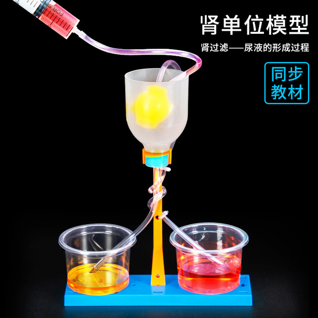 Nephr unit model kidney filtration production material package DIY handmade junior high school biology and children science small experiment set