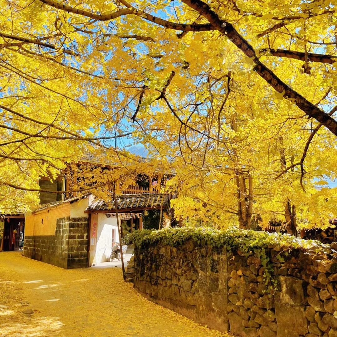 私家团腾冲4天【花园别墅建筑风五星官房+奔赴童话绚烂金秋】