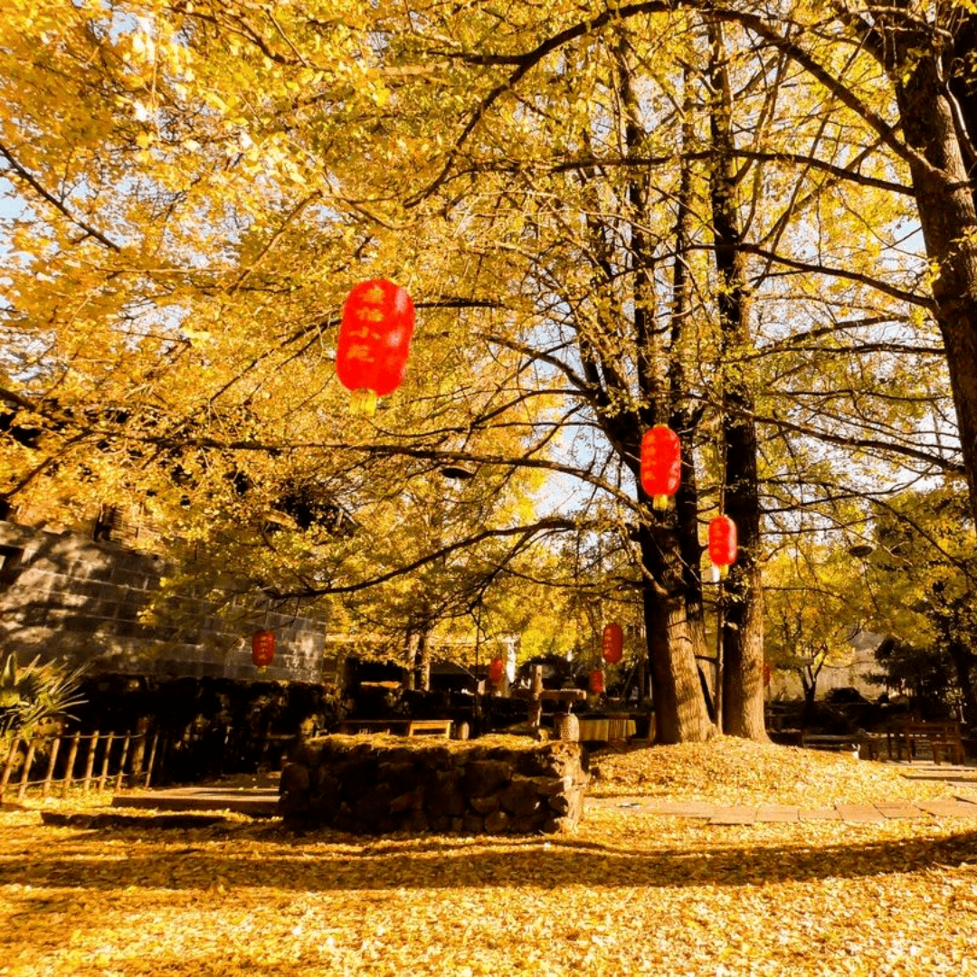 私家团腾冲4天【花园别墅建筑风五星官房+奔赴童话绚烂金秋】