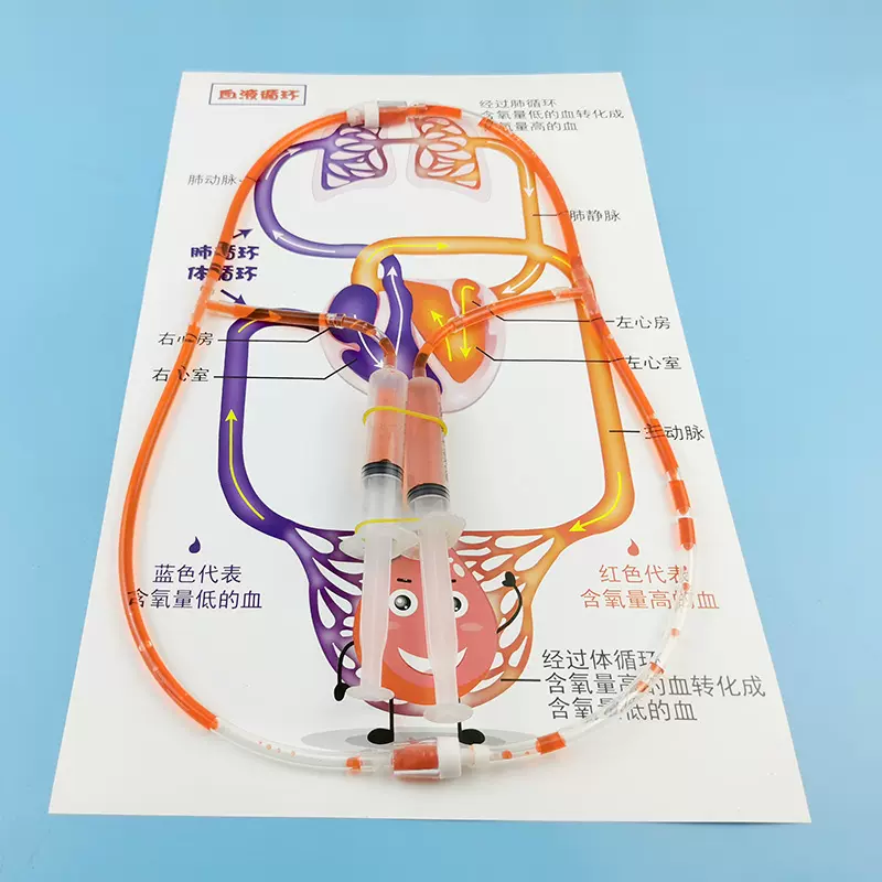 小學生手工物理材料教具人體血液循環模型人體血液循環系統模型