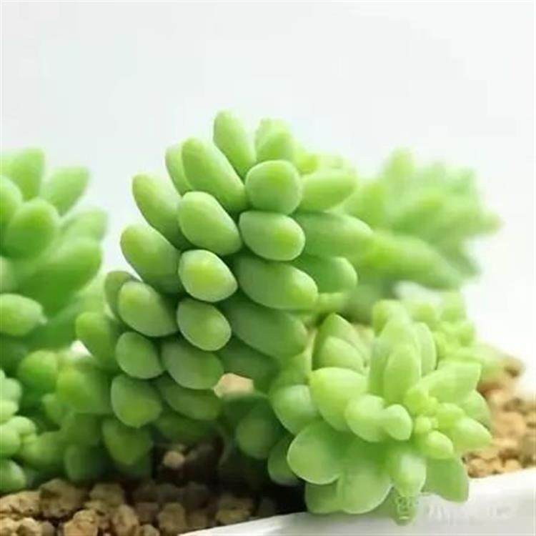 5种易爆盆多肉 长成 吊篮瀑布 美优享 美丽优品分享好站 优品情报站