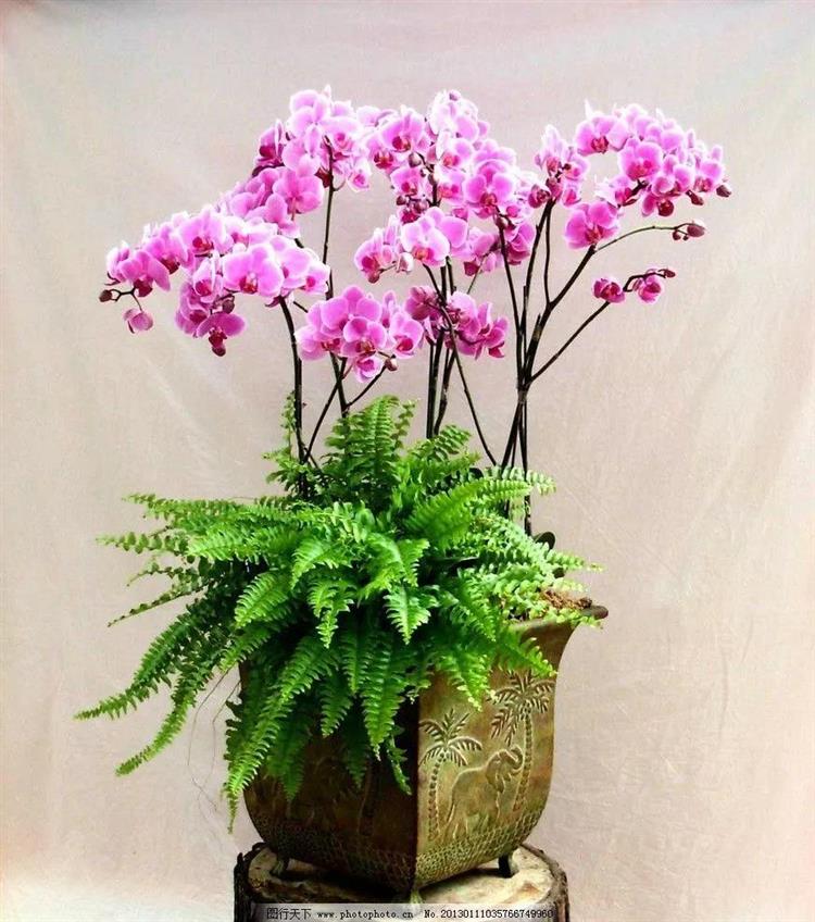 兰花皇后:3款蝴蝶兰组合盆栽,美得多变 - 美优享 - 美丽优品分享好站