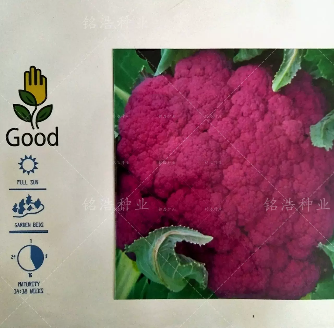 紫花菜种子春秋季特色紫星一号花椰菜籽紫剑紫色菜花