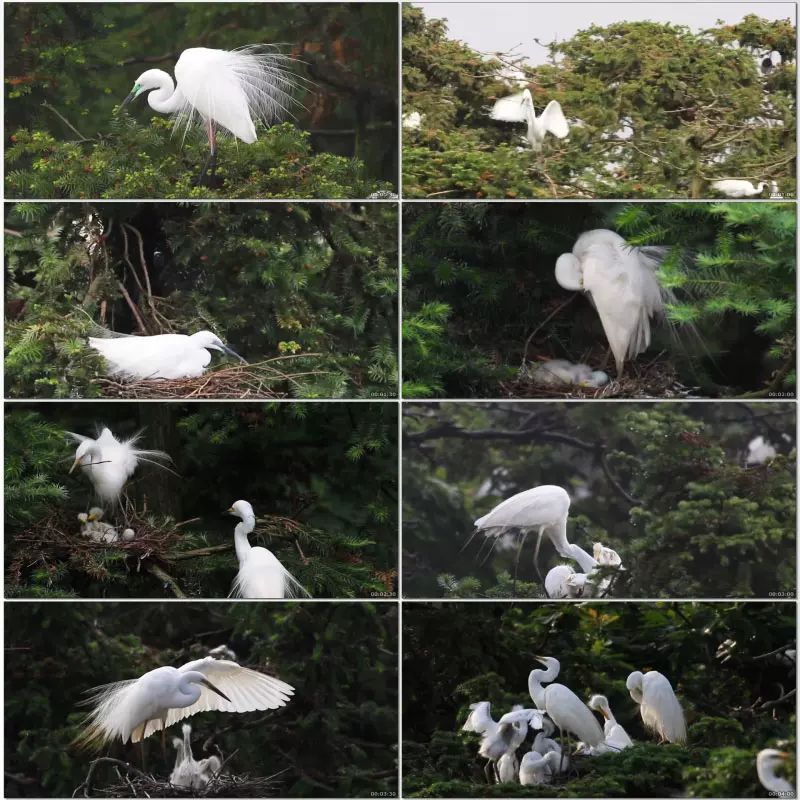 白鷺棲息地生態溼地公園小白鷺餵食飛鳥羣鳥一羣白鷺