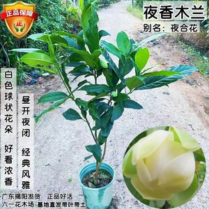 Night Flower Seedlings, Fragrant Flowers, Over large Nights Fragrance Murlite Wuyi Wood Lotus Blossom Potted Pot