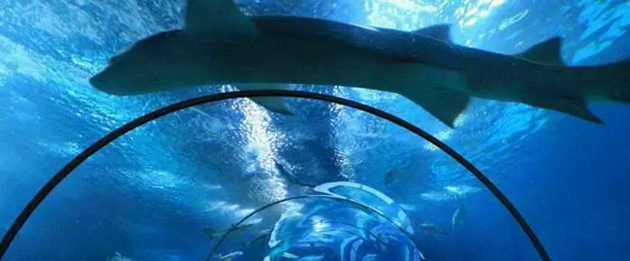 大河水族馆图片