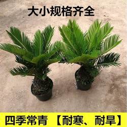Iron tree bonsai, iron tree seedlings, living room potted plants, evergreen plants all year round, potted iron tree indoor and outdoor potted plants
