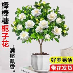 Single-stem lollipop gardenia balcony potted plant with buds, big leaves, old pile, fragrant peony, four-season blooming flower plant