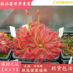 Gramogo Drosera, high-end bright-colored Cordyceps