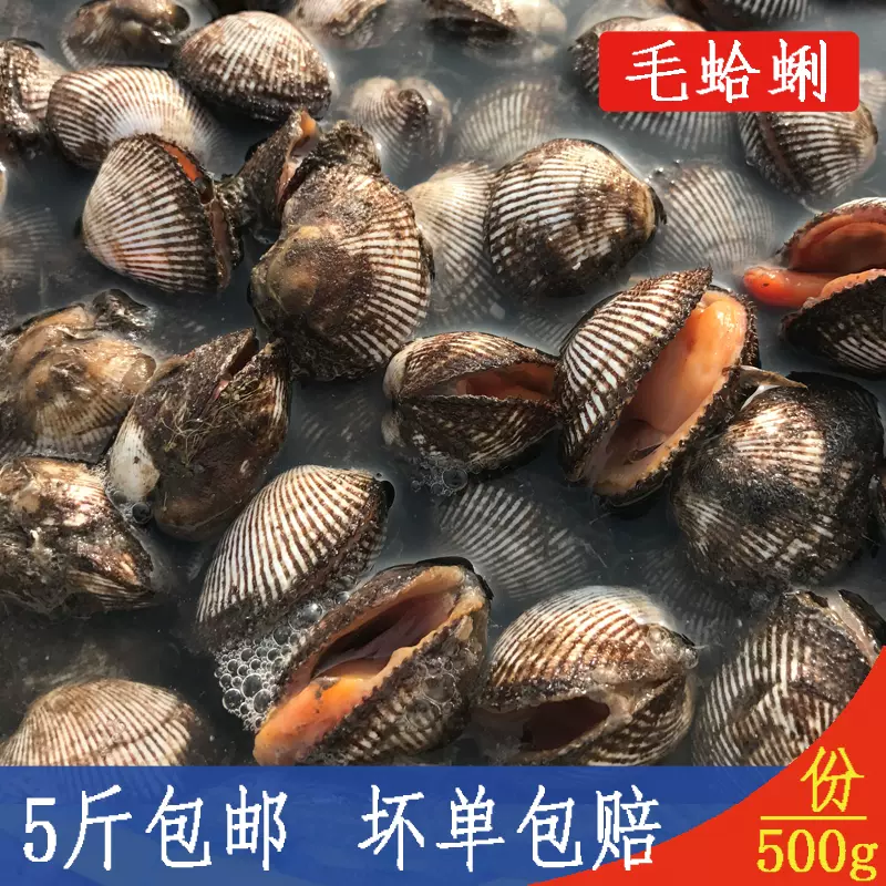 毛蛤蜊鮮活海鮮水產貝類新鮮蛤蜊小赤貝野生貝類血蛤大毛蚶蜆仔