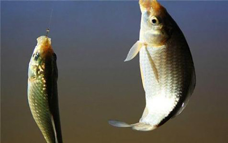 學會自制釣魚魚餌添加劑 24種任你選 淘寶海外