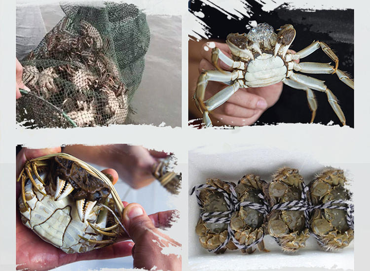 评测|六月黄大闸蟹，至臻美味回味无穷(图5)