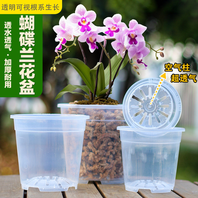 Qingshan control root basin flower pot transparent Phalaenopsis green velvet bamboo berie special thickened pots of art desktop new models