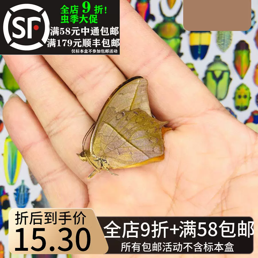 稀有蝴蝶蛺蝶標本charaxes Paphianus 真昆蟲蝴蝶標本收藏裝飾