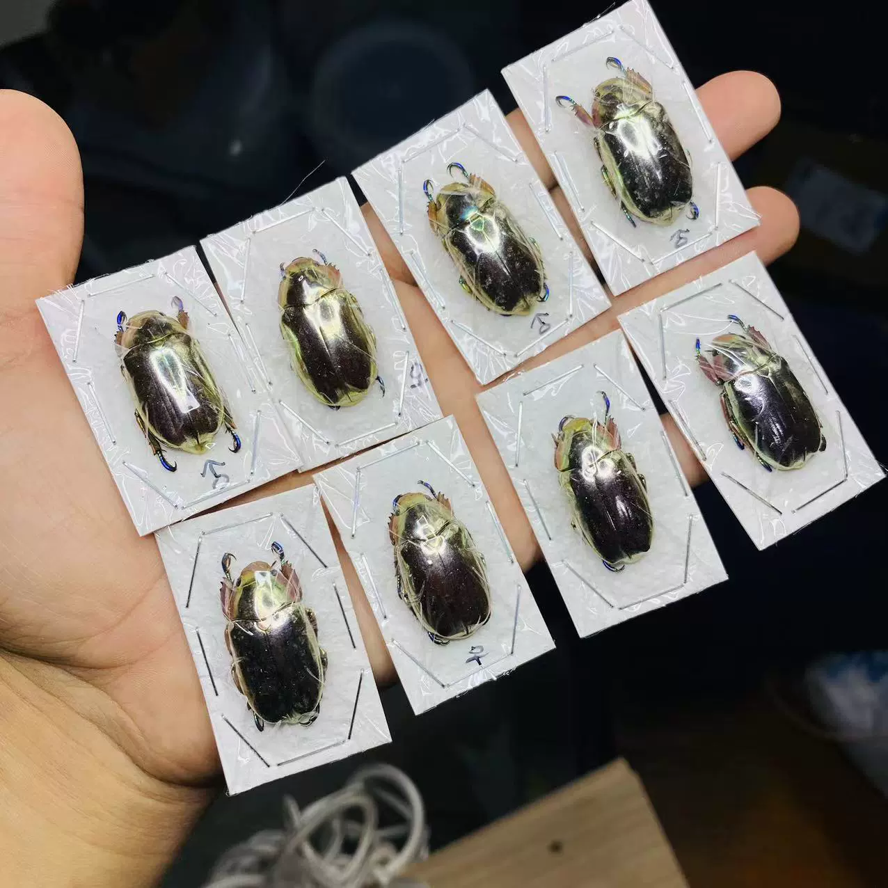 昆虫標本 コガネムシ 【公式通販】