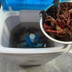Automatic Crayfish Cleaning Machine for Night Market Restaurants, Simulates Hand Washing for Cleaning Crayfish