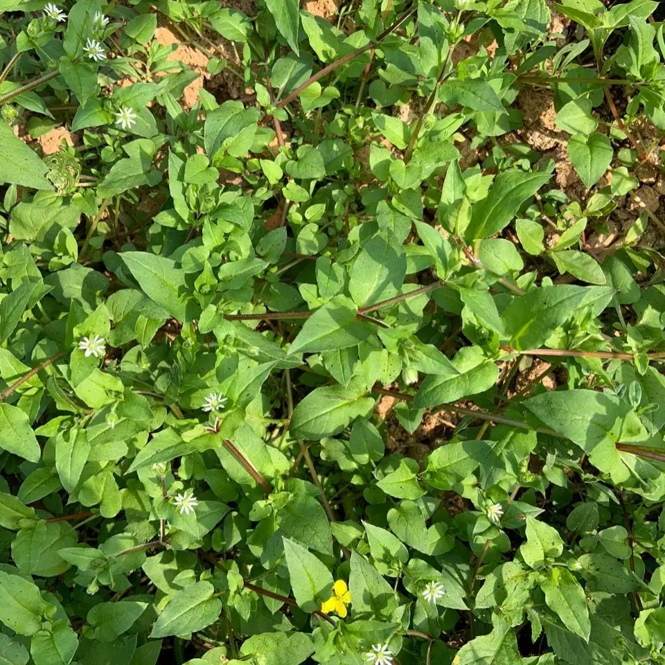 野草繁縷草種子採鵝腸菜鵝兒腸紅枝雞腸菜