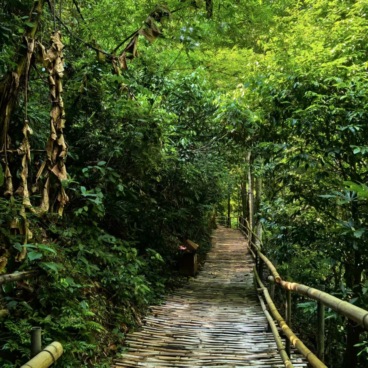 精选1单1团|西双版纳野象谷大佛寺基诺山徒步5天4晚高端游
