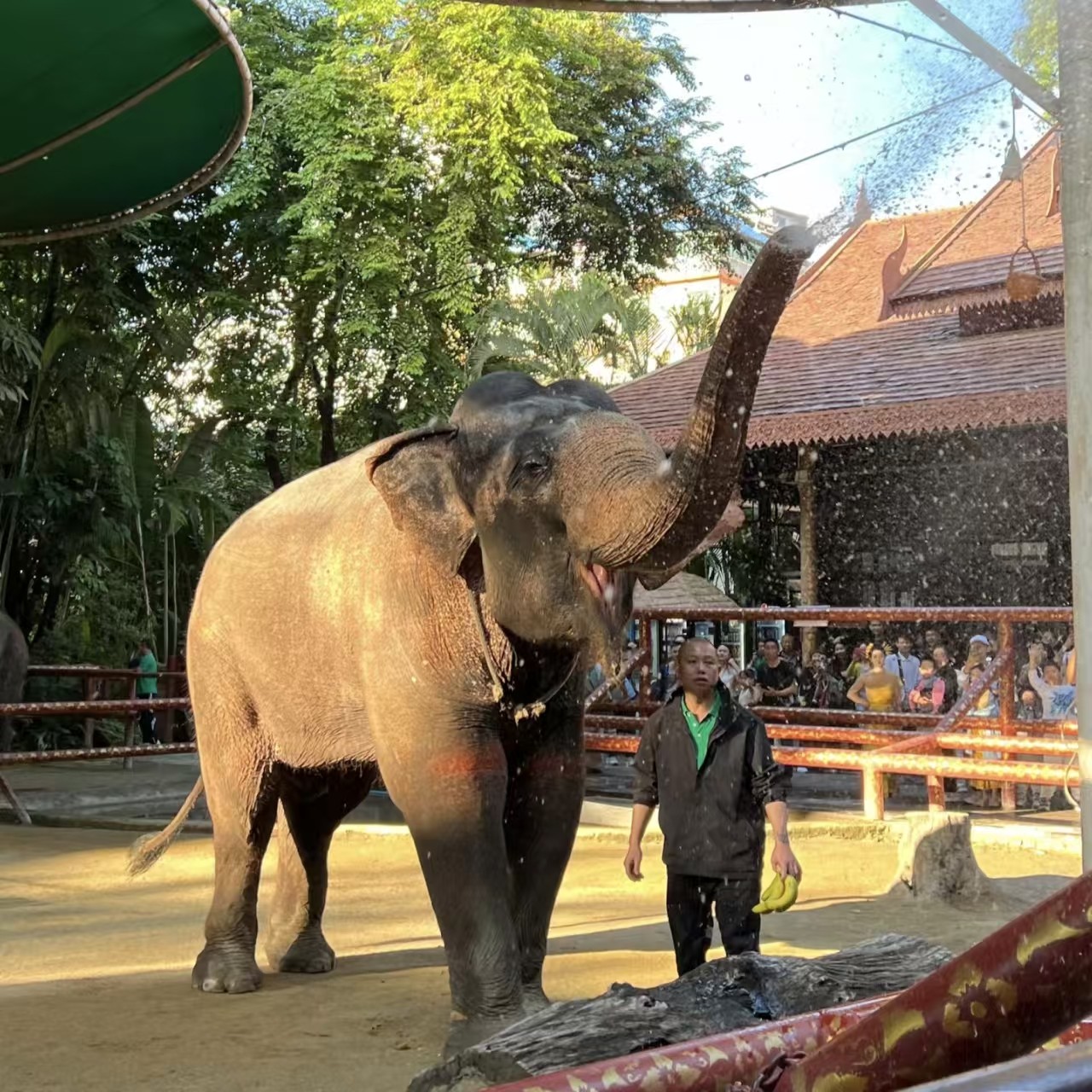 高端2-8人私家团|西双版纳野象谷原始森林公园曼听公园5天4晚