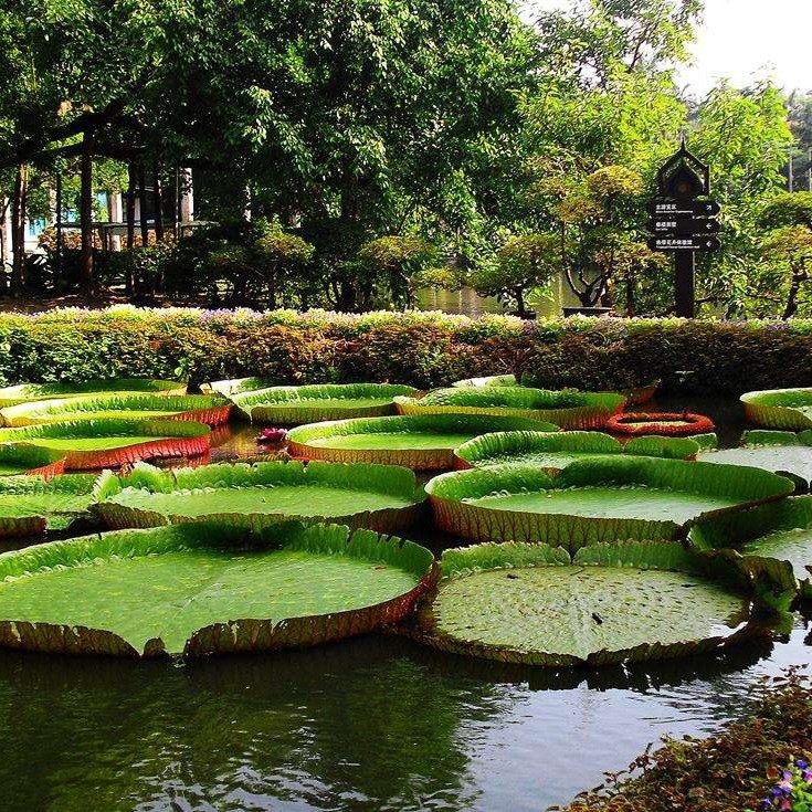 云南西双版纳旅游顶奢2-12人野象谷中科植物园5天4晚父母亲子