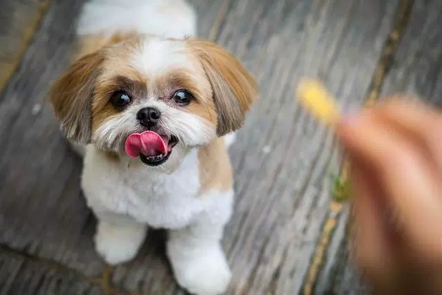 短鼻犬容易呼吸有问题 主人注意四方面 近年来越来越多的人想养法斗 英斗 巴哥等短鼻犬 特别是斗牛犬 其原因就是它们呆萌的样子 虽然乍一看很丑 但这 生活健康 孕育妈咪网