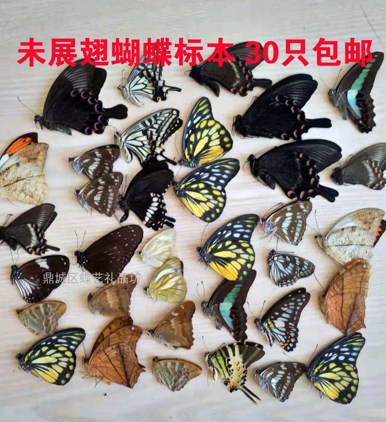 蝴蝶標本三角紙包裝蝴蝶未展翅原蝶全國各地雜蝶品種-Taobao