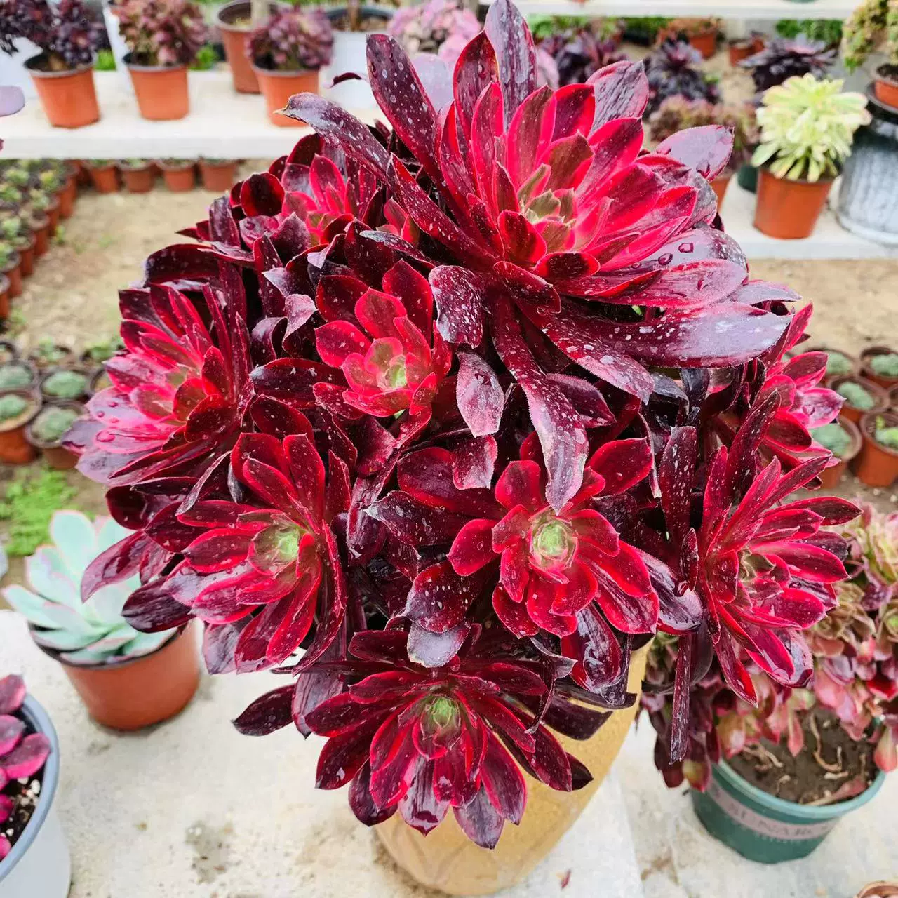 多肉植物精品红色赤霞飞美杜莎红颜水墨画稀有品种法师老