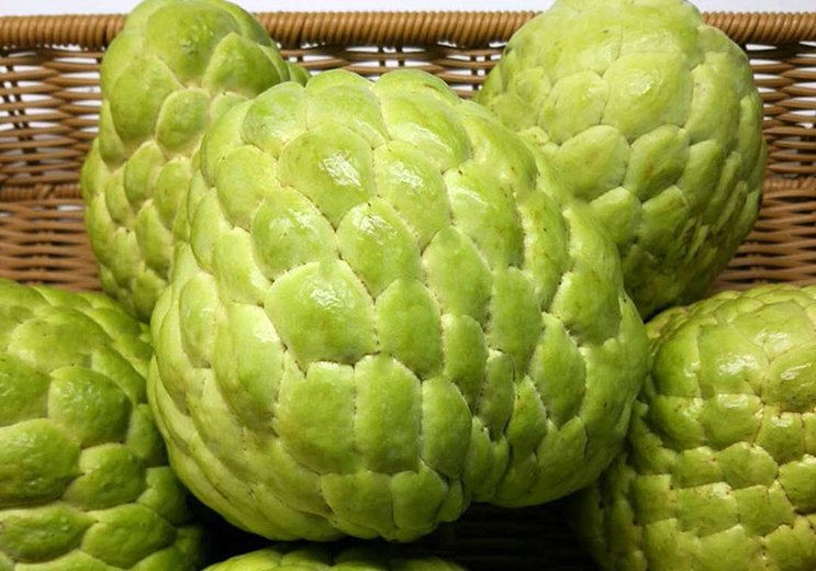 鲜水果又美味,挑出香甜可口释迦果(图15) 鲜水果又美味,挑出香甜可口释迦果(图15)