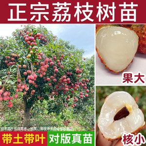 Lychee fruit saplings, authentic glutinous rice cakes, ice lychees, seedless concubine Xiaoxian, enter the courtyard to graft southern cinnamon-flavored seedlings