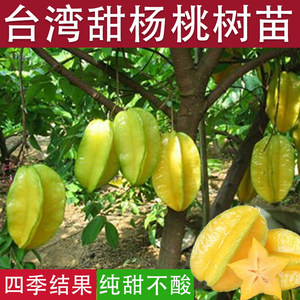 Cafe sapling Taiwan Sweet Pay Peach Fruit Sweet Sweet Federation Four Seasons Result