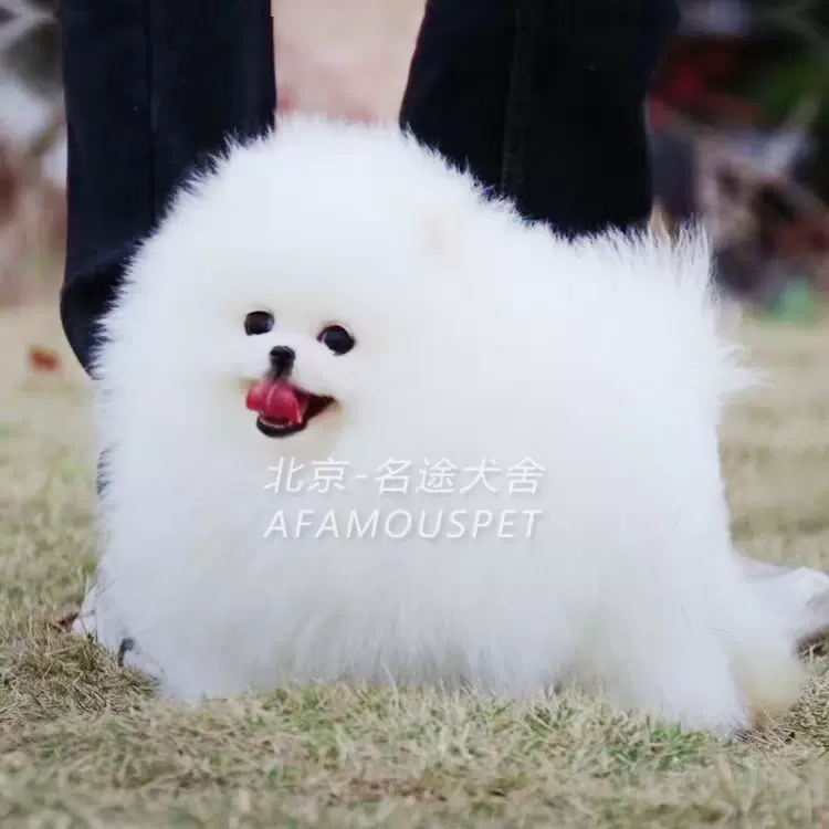 北京正规犬舍小体茶杯犬博美犬球体俊介犬宠物狗狗 北京正规犬舍小体茶杯犬博美犬球体俊介犬宠物狗狗