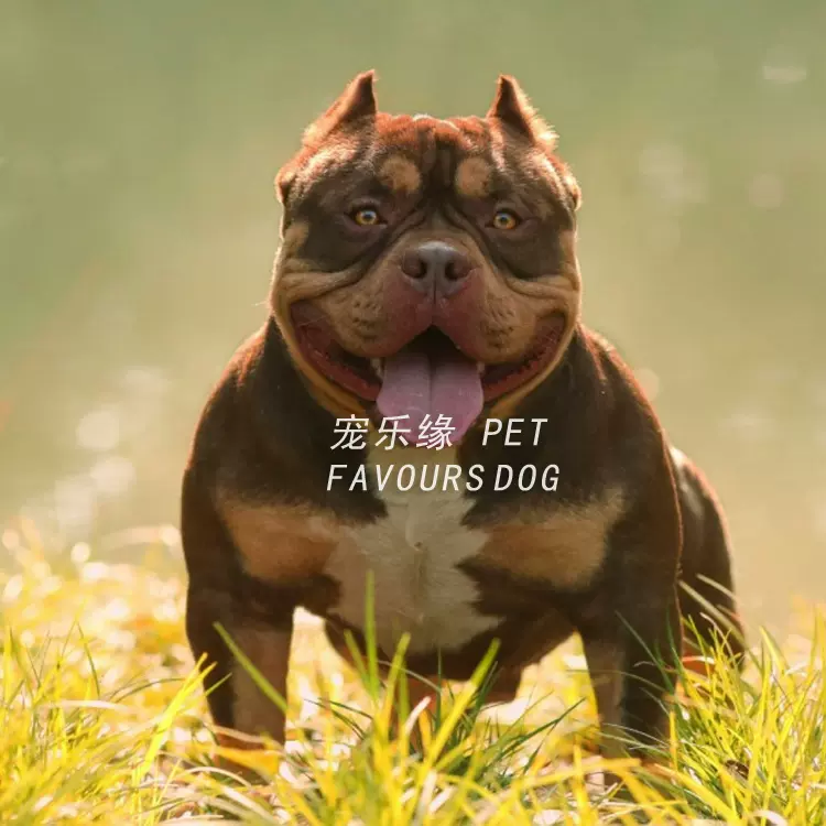 北京犬舍繁殖出售纯种口袋体恶霸犬幼犬活体微小体