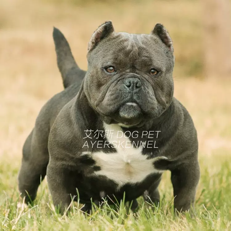 北京正规犬舍出售活体纯种赛级血统布袋体美国恶霸犬