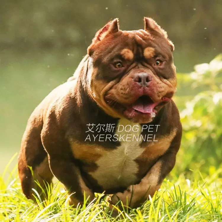 北京犬舍纯种口袋美国恶霸犬幼犬活体恶霸小狗出售同城可送货上门 Taobao